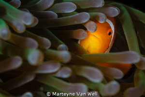 Finding Nemo in Anilao. Taken with a Canon EOS 5D Mark II... by Marteyne Van Well 